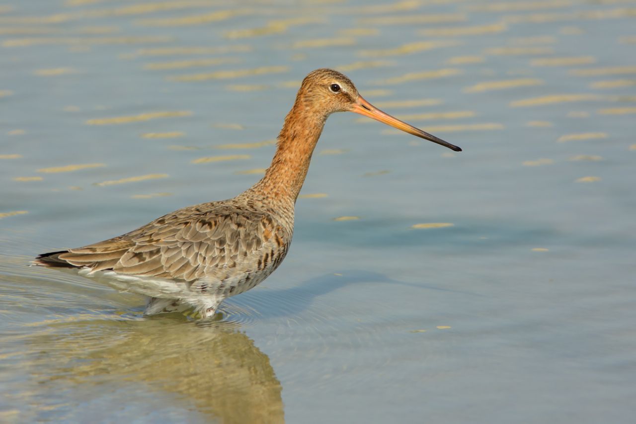 Pittima reale (Limosa limosa)